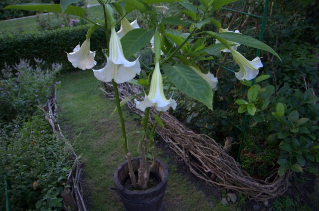 IMGP5726.jpg