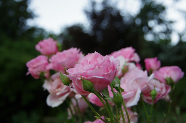 IMGP5741.JPG