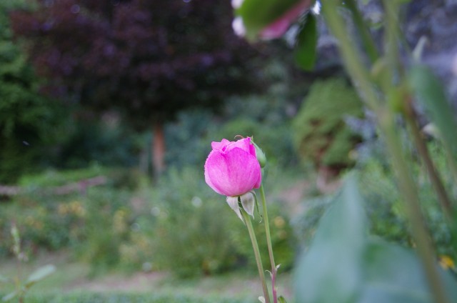 IMGP5742.JPG