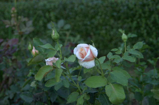 IMGP5743.jpg