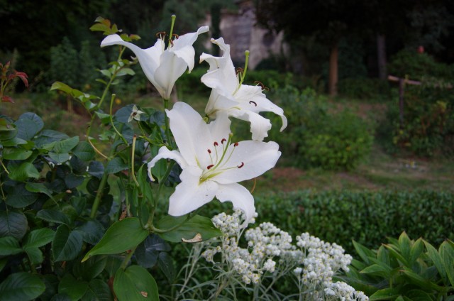 IMGP5745.JPG