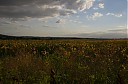 Název souboru=IMGP5703.JPG
Velikost souboru=1396KB
Rozměry=1600x1060
Datum přidání=08. 08. 2017 IMGP5703.JPG