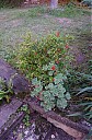 Název souboru=IMGP5724.JPG
Velikost souboru=1348KB
Rozměry=1060x1600
Datum přidání=08. 08. 2017 IMGP5724.JPG