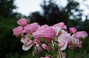 IMGP5741.JPG