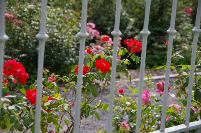 IMGP5855.JPG