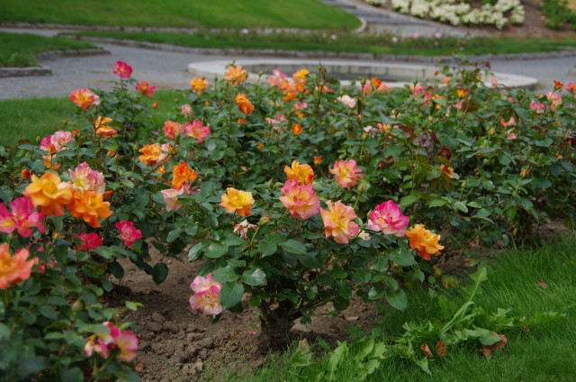 IMGP5864.JPG