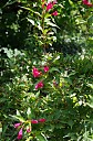 IMGP5824.JPG
