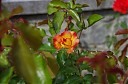 IMGP5862.JPG