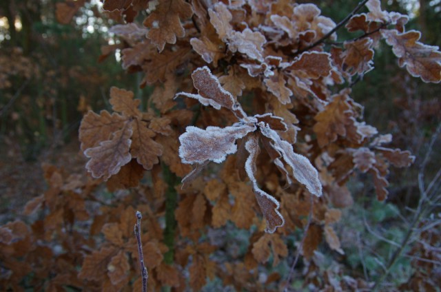 IMGP7091.JPG