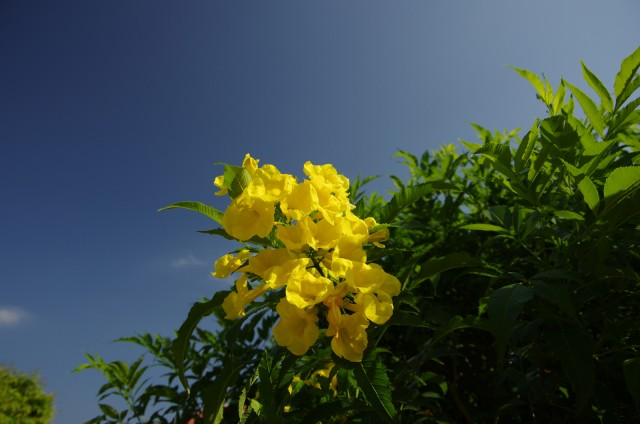 IMGP7294.JPG