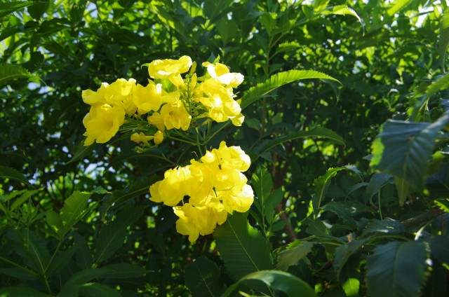 IMGP7295.JPG